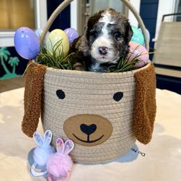 Bernedoodle, Cavalier King Charles Spaniel, and Poodle Puppies from Ellas.Pups (Bernedoodles & Cavapoos)