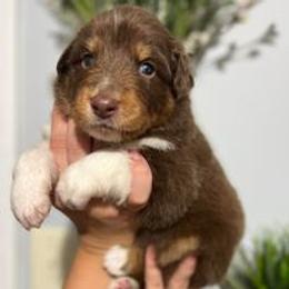 Australian Shepherd Puppies from Nina Huggin's Australian Shepherds