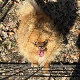 Diva - Orange female Pomeranian puppy in Tyler, Texas from Aukland’s Poms