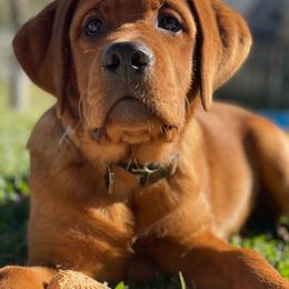 Labrador Retriever Puppies from Abundance Labradors