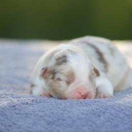 Rmf - Red merle female Miniature American Shepherd puppy in Stephenville, Texas from Diamond H Aussies