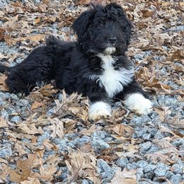 Male 2 - Black tri-color male Aussiedoodle puppy in Mouth Of Wilson, Virginia from Holly Ridge Aussies, Aussiedoodles & Corgis