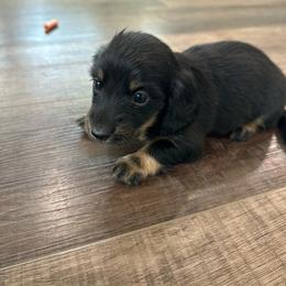Black and Cream Male 1 - Black and cream male Dachshund puppy in Morristown, Tennessee from Lakeway Farms