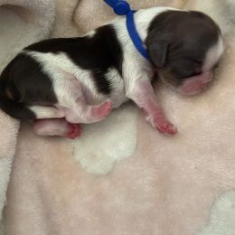 Boy3 - Red and white male Shih Tzu puppy in Covina, California from Shih_doodle_Co