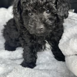 Cody - Black male Poodle puppy in Mountain Grove, Missouri from Davisfurbabies