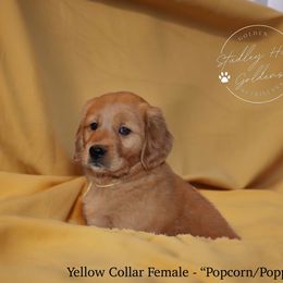 Golden Retriever Puppies from Studley Hill Goldens, LLC.