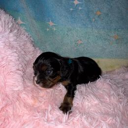 Journey - Black and tan female Cavalier King Charles Spaniel puppy in Broken Arrow, Oklahoma from Cavalier King Charles Heartland