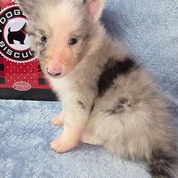 Smoky - Blue merle and white male Shetland Sheepdog puppy in Citra, Florida from Southpaw Herders LLC