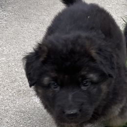 German Shepherd Puppies from Robinsons AKC German Shepherds