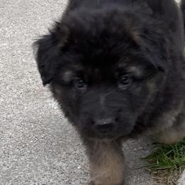 German Shepherd Puppies from Robinsons AKC German Shepherds