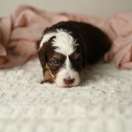 Brave - Red tri-color female Aussiedoodle puppy in Lincoln, California from Frenchie LOVE and Doodles