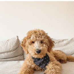 Goldendoodle and Poodle Puppies from Oodles of Doodles, NC