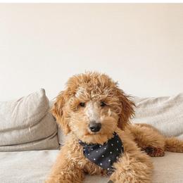 Goldendoodle and Poodle Puppies from Oodles of Doodles, NC