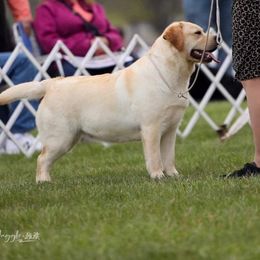 Fiona - Labrador Retriever