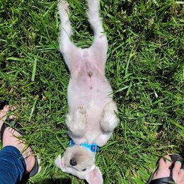 Miniature Schnauzer Puppies from Beyond Blessed Pawz
