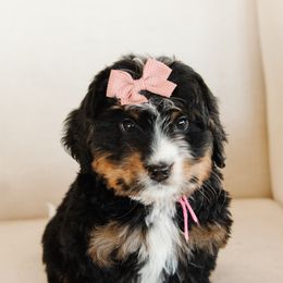 Taylor - Pink Collar Female - Tri-color female Bernedoodle puppy in Kamas, Utah from A + E Farms
