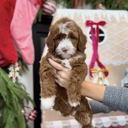 Tinsel - Red  male Goldendoodle puppy in St George, Utah from Doodle Bears of Southern Utah