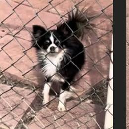 Chihuahua puppies from Heartland Pomeranians and Chihuahuas