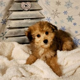 Charlie - Sable male Aussiedoodle puppy in Logansport, Indiana from Sandy Hill Farm Aussies, LLC