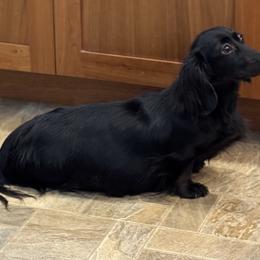 Dachshunds and French Bulldogs from FOSTERS FRENCHIES and DACHSHUNDS