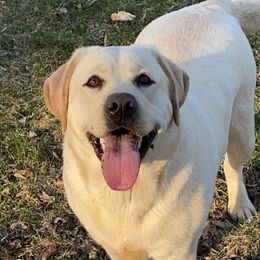 Prim - Labrador Retriever