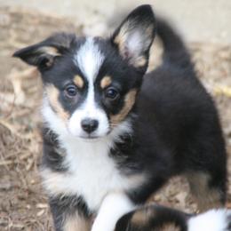 Daisy - Black female Companion Cross puppy in Fairview, South Dakota from Dakota Toy Aussies