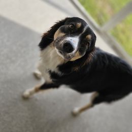 Artemis - Australian Shepherd