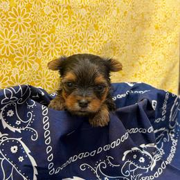 Jackson TEACUP - Blue and gold male Yorkshire Terrier puppy in Monticello, Iowa from Ashley’s Puppies