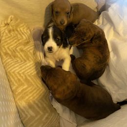 Dachshund Puppies from Bella’s Puppies