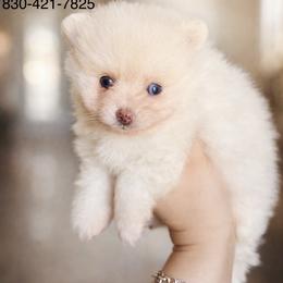 Matcha - White female Pomeranian puppy in Eagle Pass, Texas from Texas Tumbleweed Poms