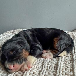 Bernese Mountain Dog puppies from Adventure Doodles Club