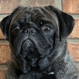Pugs from Liz Pugs , Family Pugs