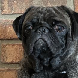 Pugs from Liz Pugs , Family Pugs