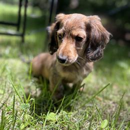 Dachshund Puppies from The long dogs of indiana
