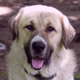 Anatolian Shepherd Dog All Grown Up from Lambkin Lane Farm