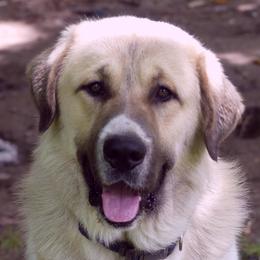 Anatolian Shepherd Dog All Grown Up from Lambkin Lane Farm