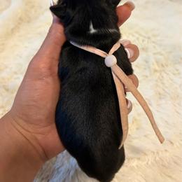 Endy - Black & white female Australian Shepherd puppy in Jacksonville, Florida from Autumn's Aussies