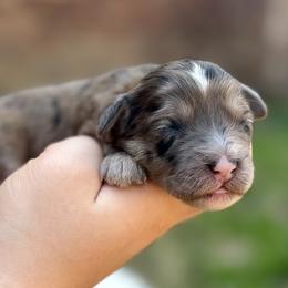 Molly - Merle female Sheepadoodle puppy in Paducah, Ky, Kentucky from Sarah Pearl’s Mini Sheepadoodles