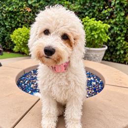 Ghost - Cream female Goldendoodle puppy in La Verne, California from Marshall Goldendoodles