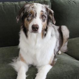 Australian Shepherd puppies from Lost Creek Aussies