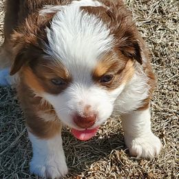 Miniature Australian Shepherd and Toy Australian Shepherd Puppies from Schwandt Toy Mini Aussies