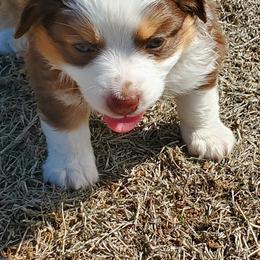 Miniature Australian Shepherd and Toy Australian Shepherd Puppies from Schwandt Toy Mini Aussies