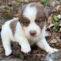 Lou - Red tri-color male Australian Shepherd puppy in Grants Pass, Oregon from Carmel Mountain Aussies