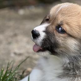 Boy 2 - Pembroke Welsh Corgi puppy in Sparta, New Jersey from CrestCottage Corgis