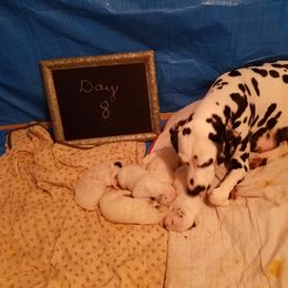 Dalmatian Puppies from Hillcreek Dalmatians