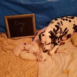 Dalmatian Puppies from Hillcreek Dalmatians