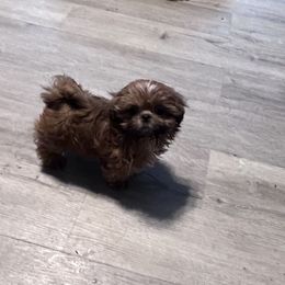Shih Tzu Puppies from DavOrr’s LoweryBell Shih Tzus