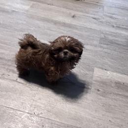 Shih Tzu Puppies from DavOrr’s LoweryBell Shih Tzus