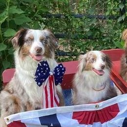 Australian Shepherds from Trillium Valley Dog Training, LLP