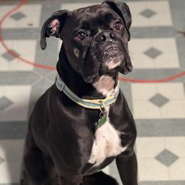 Lazarus  - Boxer